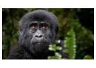 Meet Mountain Gorillas Up Close – Limited Permits – Enquire