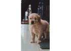 Golden Retriever Puppies Indiana - Healthy & Family-Raised Puppies 