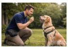 Certified Professional Canine Trainer In Wirral