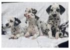 Beautiful **Dalmatian puppies