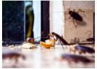 Looking For An Expert Of Cockroach Control Singapore