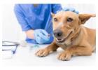 Affordable Dog and Cat Vaccinations in Encino with Trusted Care