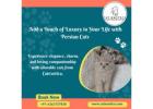 Persian Cat in Bangalore – Catexotica