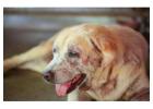 Secunderabad’s #1 Pet Skin Clinic: Professional Care for Fungal & Bacterial Infections