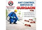 Expert Ant Control Service in Gurgaon for Safe Pest Free Living