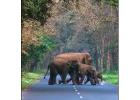 Dooars Tour Package from Siliguri with Jaldapara & Gorumara Safari Experience
