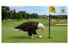 What Is an Eagle in Golf? Meaning and Scoring Explained 