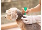 Dog Flea Treatment in Secunderabad