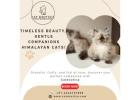 Himalayan Cats for Sale in Bangalore – Catexotica