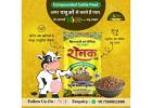 Looking for High Milk Yield? Try Raunak Cattle Feed