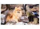 Trusted Pomeranian Breeder WA for Healthy Happy Puppies