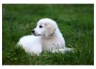 English Golden Retriever Puppies: The Perfect Family Companion