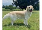 English Cream Golden Retrievers Puppies: The Perfect Fit for Any Home