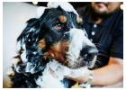 Pet Dandruff Relief That Lasts | Secunderabad | GlamPetz