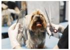 Painless Pet Fur Detangling in Secunderabad