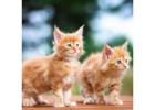 Maine Coon Kittens MN - Trusted Breeder for Loving Companions