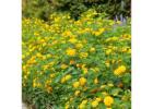 Buy New Gold Lantana – Easy Care Outdoor Flowering Plant