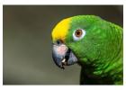 Yellow Nape Amazon Parrot – Intelligent & Talking Companion | Mo’s Birds