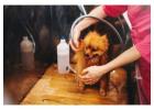Secunderabad's Trusted Pet Haircut & Clipping Service