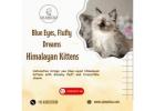 Adorable Himalayan Cat in Bangalore
