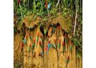 Best Tambopata Reserve 4 Days Package Adventure