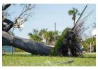Need Fast Tree Removal in Hilo? Call Arborist Services Today 