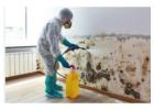 Professional Basement Mold Removal Services