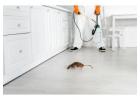 Ultimate Mosquito Control in Jaipur Safe Fast Protection