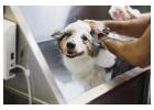 Secunderabad Pet Spa Service Built for Real Comfort