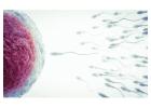 IUI Treatment Cost in Delhi - Dr Rhythm Gupta