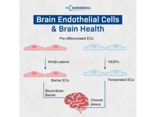 Brain Endothelial Cells and Brain Health
