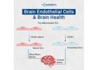 Brain Endothelial Cells and Brain Health