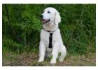 English Cream Golden Retrievers Indiana - Beautiful, Gentle & Family-Raised 