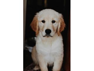AKC Golden Retriever Puppies for Sale - TriStar Goldens