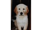 AKC Golden Retriever Puppies for Sale - TriStar Goldens