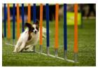 Build Strong Bonds Through Pet Training in Secunderabad