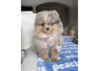 teacup Pomsky puppies for sale