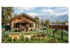 Dog Boarding Services