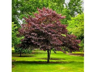 Forest Pansy Redbud Tree with Purple Foliage and Spring Blooms