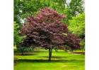 Forest Pansy Redbud Tree with Purple Foliage and Spring Blooms