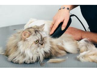 Gentle Cat Grooming Services in Secunderabad for Glowing Fur