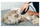 Gentle Cat Grooming Services in Secunderabad for Glowing Fur