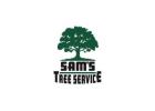 Tree Trimming Service​ Rohnert Park