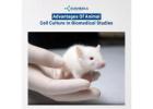 Advantages of Animal Cell Culture in Biomedical Studies 