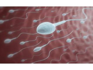 Low Sperm Motility: Why Sperm Don’t Swim Properly and What Can Help