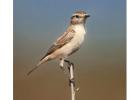 India birdwatching tour