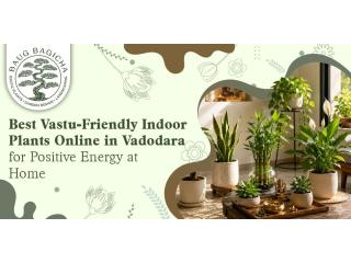 Low maintenance indoor plants in Vadodara | baugbagicha