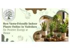 Low maintenance indoor plants in Vadodara | baugbagicha