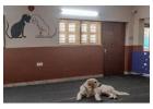Cozy Pet Hostel in Secunderabad Ensures Ultimate Comfort