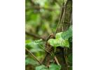 Sandoval Lake Tambopata 3 Days | Wildlife Adventure